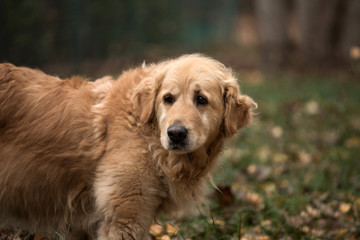 old happy golden retriever dog