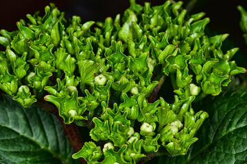 Knospen Hortensie grün aufblühen junge Pflanze Wachstum Frühjahr