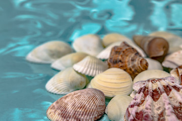 Sea shells journey to the sea dream and rest closeup