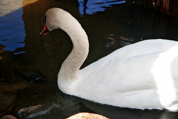 Snow white swan swimming in the pond
