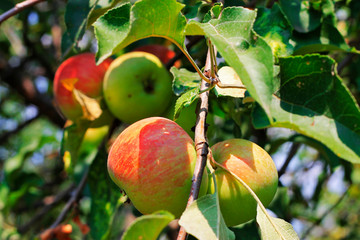 Green ripe apple hanging on branch of tree