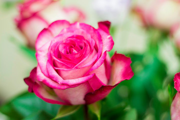 Pink and white blooming roses gifrt with love