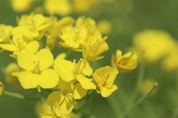 Rapseed flowers in full bloom