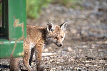 Junger Rotfuchs