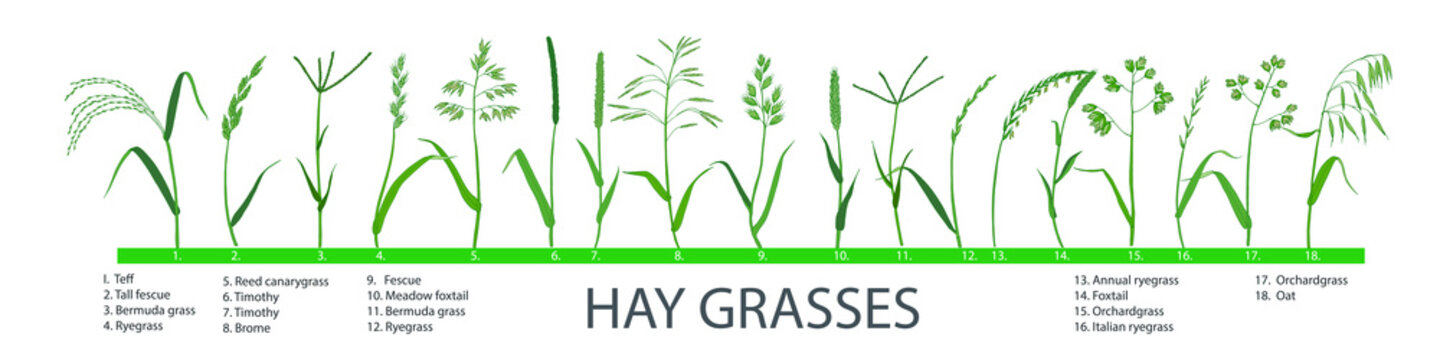 Big set of pasture and meadow hay and forage grasses, plants for cattle, horses, sheep, rabbits, birds.