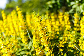 Yellow flower with many buds in the field among the same flowers. A field of yellow flowers with blurred background.