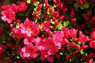 Red azalea flower ready to bloom in the spring sunshine