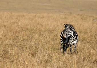 Obraz premium Zebra in the Savannah, Masai Mara