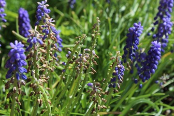 Seeding start muscari flowers