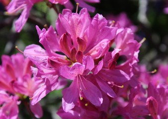 Beautiful bright pink azalea flowers bloom under spring sunshine