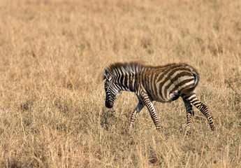 Fototapeta na wymiar Foal of Zebra, Masai Mara, Kenya
