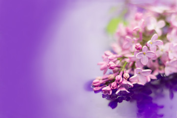 Beautiful lilac flowers in the garden reflected in water. Purple background. Copy space.