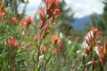 Landscapes of the Pacific Northwest