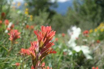 Landscapes of the Pacific Northwest