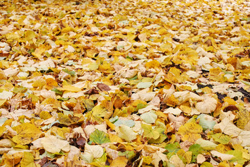 Crispy fallen autumn leaves in the park. Colorful photo.