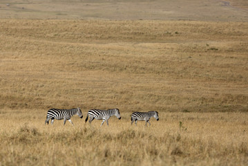 Fototapeta na wymiar Zebras in the Savannah, Masai Mara