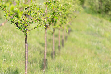 Young apple trees in spring