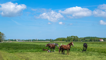 Fototapeta na wymiar Horses with foals in a green polder meadow near Rotterdam, the Netherlands