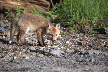 Junger Rotfuchs