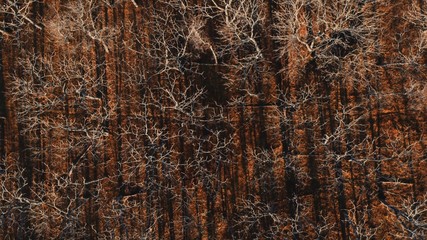 texture of bark of tree