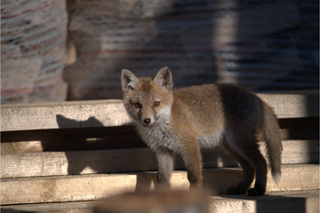 Jungfuchs  in der nähe der Menschen 