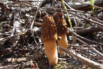 Landscapes of the Pacific Northwest