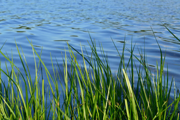 Sunny summer background with green grass and river water
