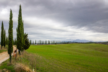 Fototapeta premium green hills and cypresses in Crete Senesi in Tuscany
