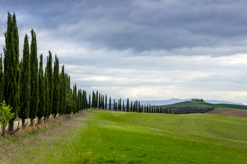 Fototapeta na wymiar green hills and cypresses in Crete Senesi in Tuscany