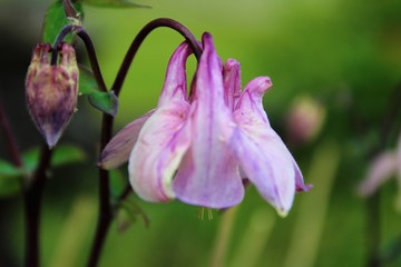 Pale purple columbine flower blooms in early summer