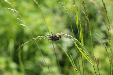 Beetle Melolontha on a blade of grass