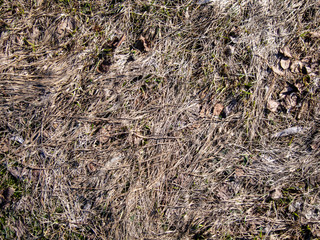natural plant texture from dry gray grass in a field