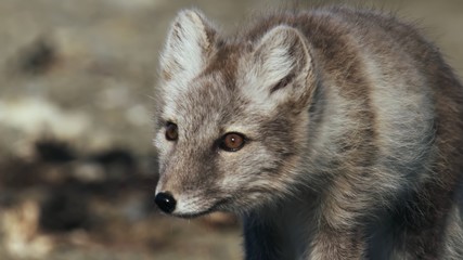 red fox in the zoo