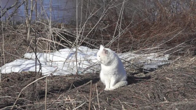 cat in garden