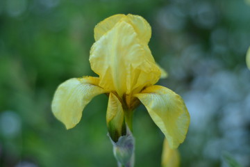 flower, yellow, nature, spring, garden, plant, blossom, green, bloom, beauty, petal, summer, rose, flora, white, beautiful, floral, petals, iris, macro, flowers, close-up, bright