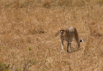 Maliaka cheetah walking in Savannah grasses with her cubs, Masai Mara, Kenya