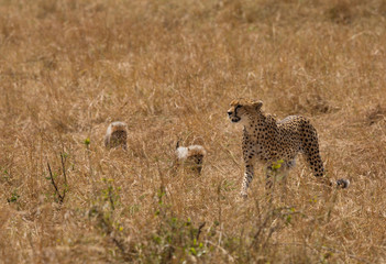 Maliaka cheetah walking in Savannah grasses with her cubs, Masai Mara, Kenya