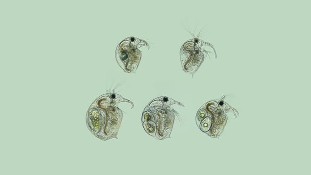 Bosmina water flea under the microscope a collection of small crustaceans, including a female with an embryo and an example of the movement of one crustacean, are planktonic organisms, easy to learn