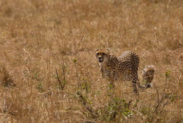 Fototapeta na wymiar Maliaka cheetah walking in Savannah grasses with her cubs, Masai Mara, Kenya