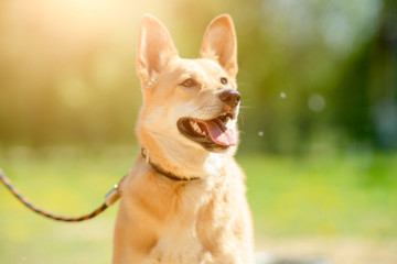 Photo of ginger small dog with its mouth open with leash around her neck sitting on green lawn with yellow flowers