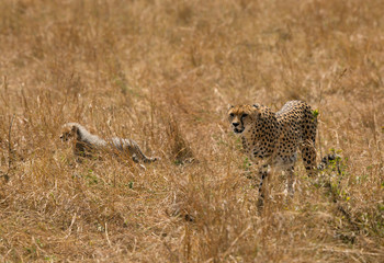 Maliaka cheetah walking in Savannah grasses with her cubs, Masai Mara, Kenya