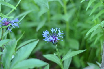  flower, nature, purple, plant, green, summer, garden, pink, flora, flowers, spring, blossom, macro, bloom, wild, cornflower, beauty, color, leaf, floral, close up, grass, lovely