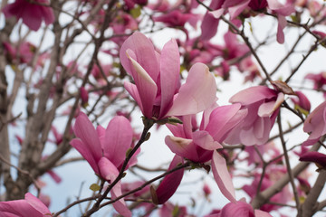 Close up of magnolia tree with pink flowers against sky	