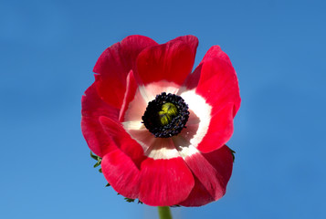 Red Anemone Hollandia in macrophotography against blue sky