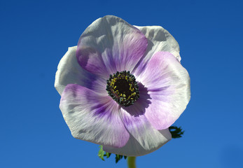 Anemone purpur and white in macrophotography against sky.