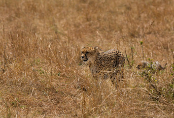 Maliaka cheetah walking in Savannah grasses with her cubs, Masai Mara, Kenya