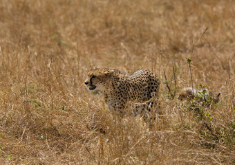 Maliaka cheetah walking in Savannah grasses with her cubs, Masai Mara, Kenya
