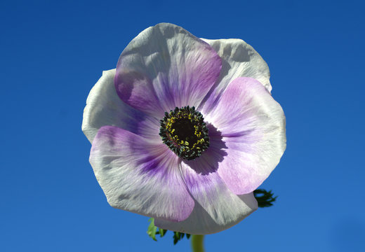 Purpur 이미지 – 찾아보기 7,014 스톡 사진, 벡터 및 비디오 | Adobe Stock