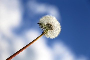 Dandelion seed head against the blue sky with white clouds. Beautiful dandelion, ready to fly