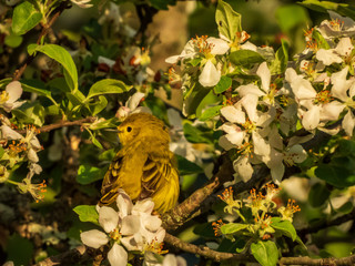 Obraz premium YELLOW WARBLER